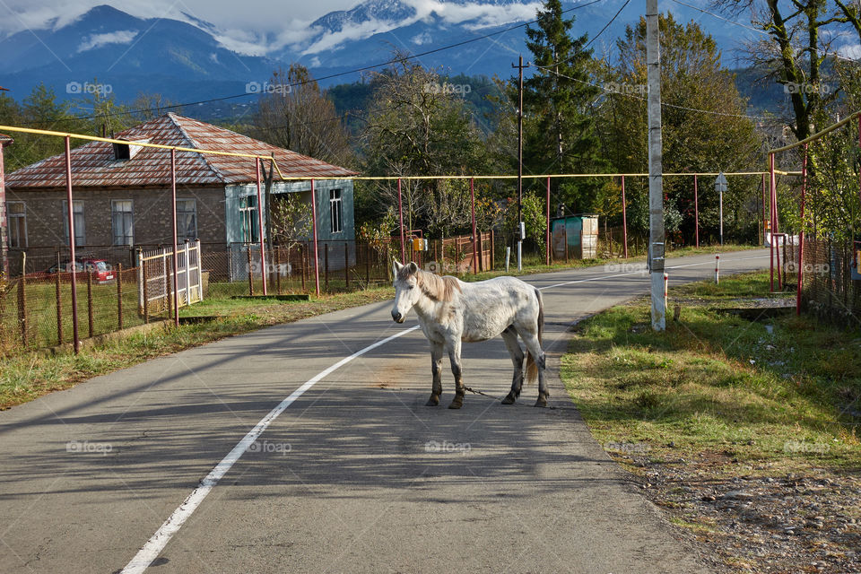 Guria, Georgia - October 27, 2018: White horse standing in the middle of the road in the coutryside of the Guria region in Western Georgia north of Ozurgeti.