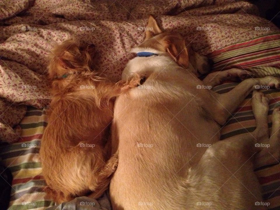 Dogs Sleeping Together