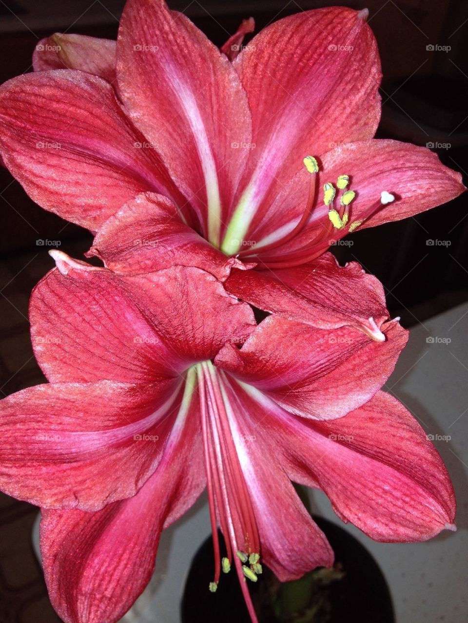 amaryllis110