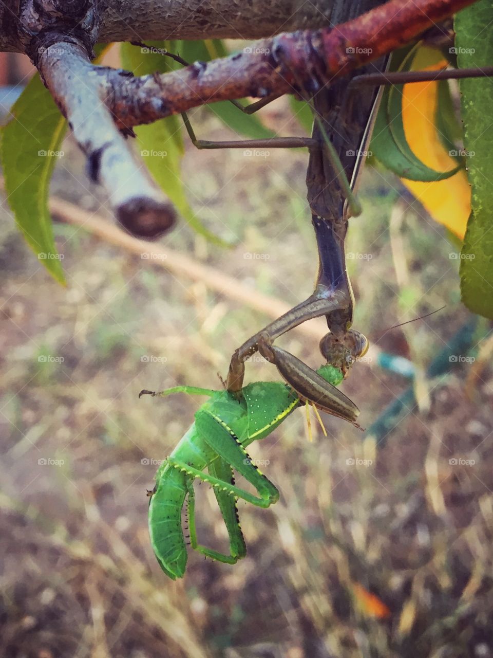 Nature, Tree, Leaf, Wildlife, Animal