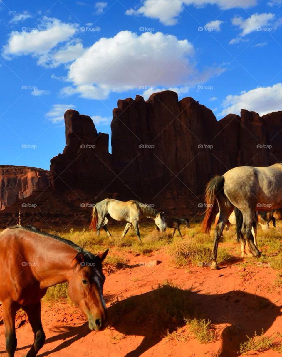 horses desert arizona horse by anchor3n1
