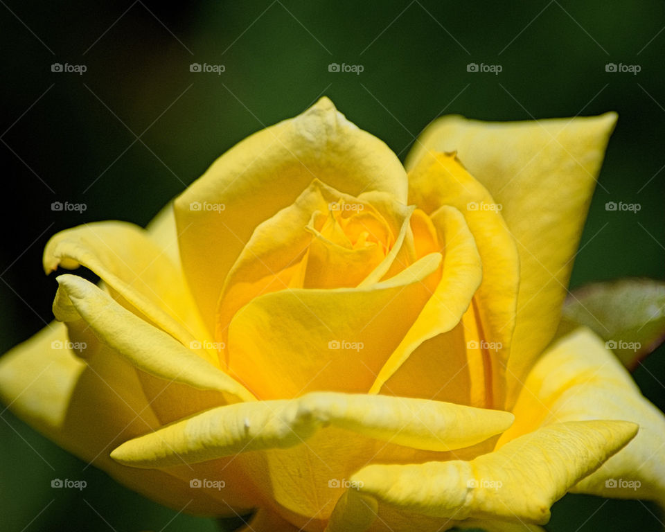 Yellow Rose 