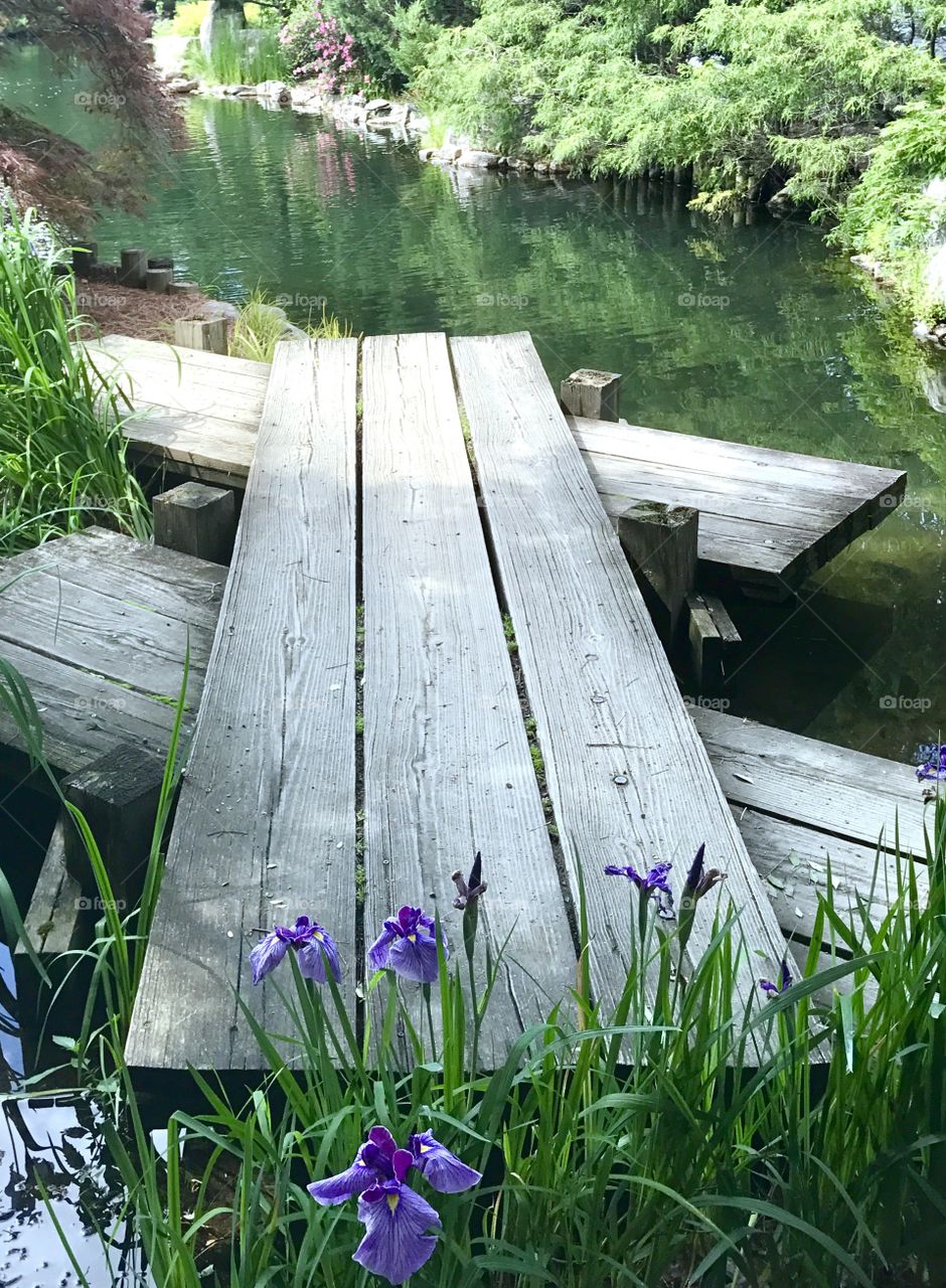 Iris by wooden walkway