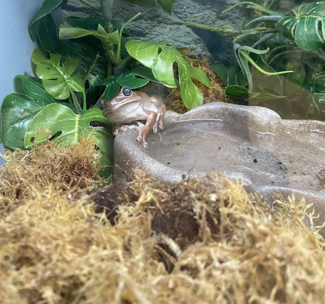 Frog