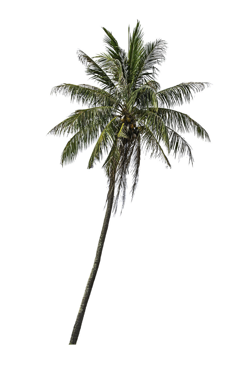 Isolated coconut trees on a white background with clipping path.