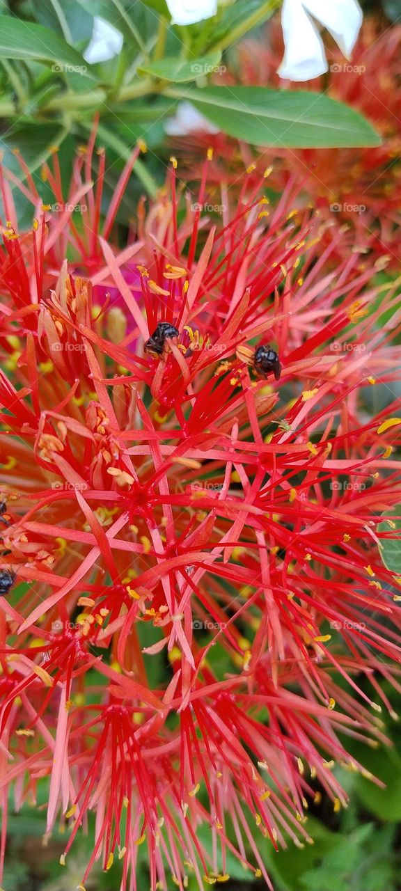 flor de são Pedro com abelhas