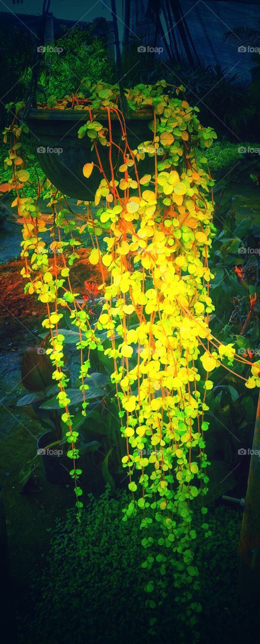 green colour stories