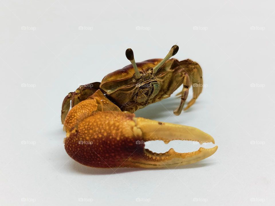 Crab isolated in white background