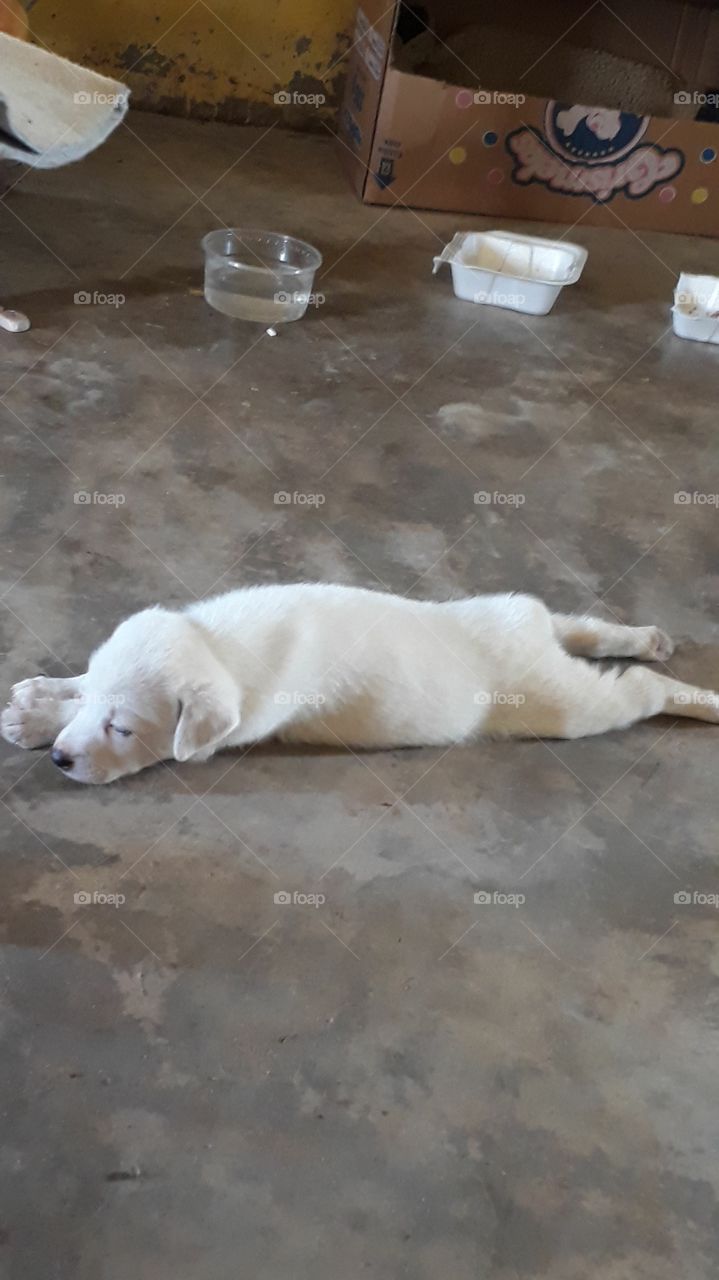 hermoso perrito descansando