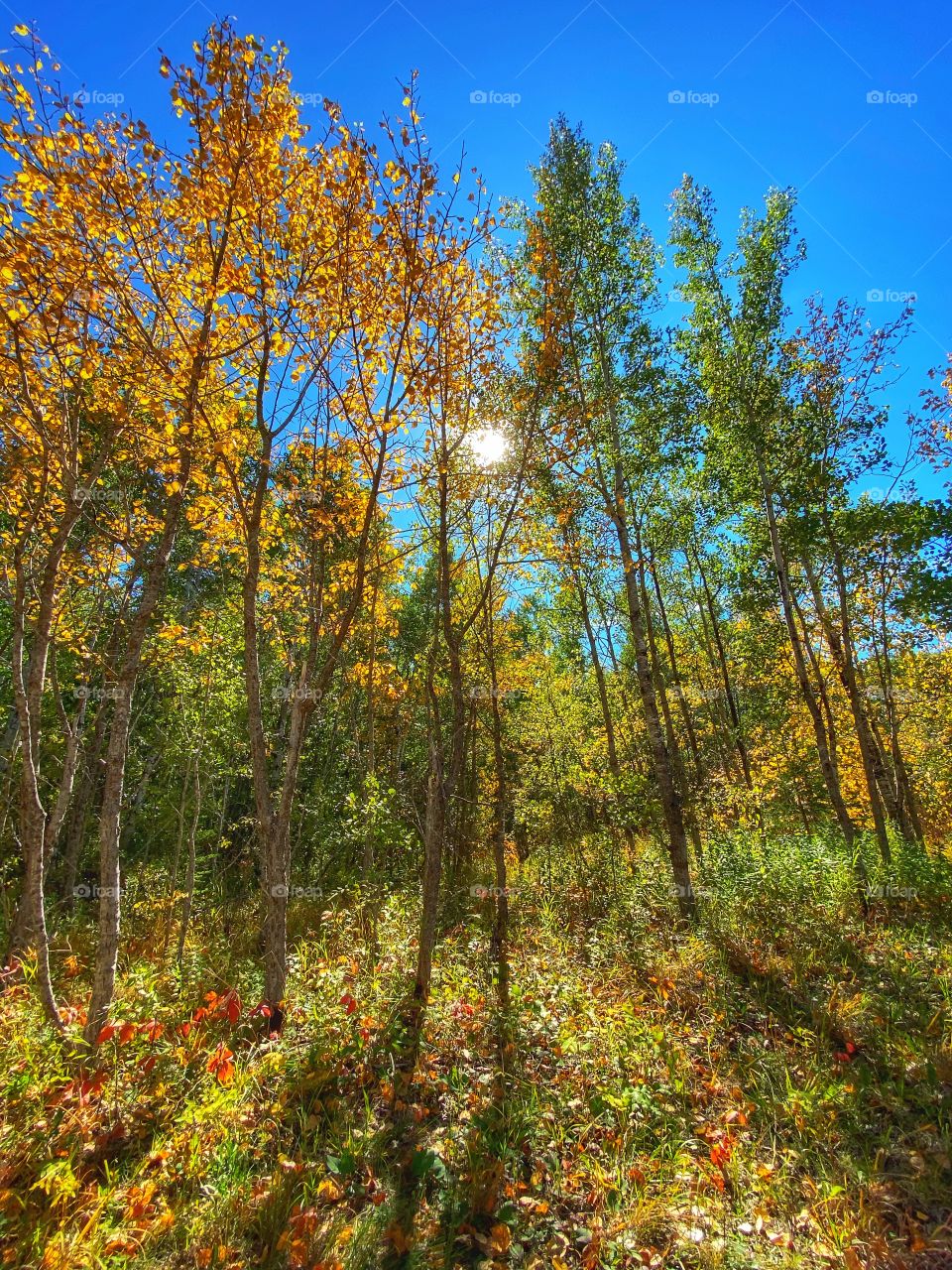 Autumn trees