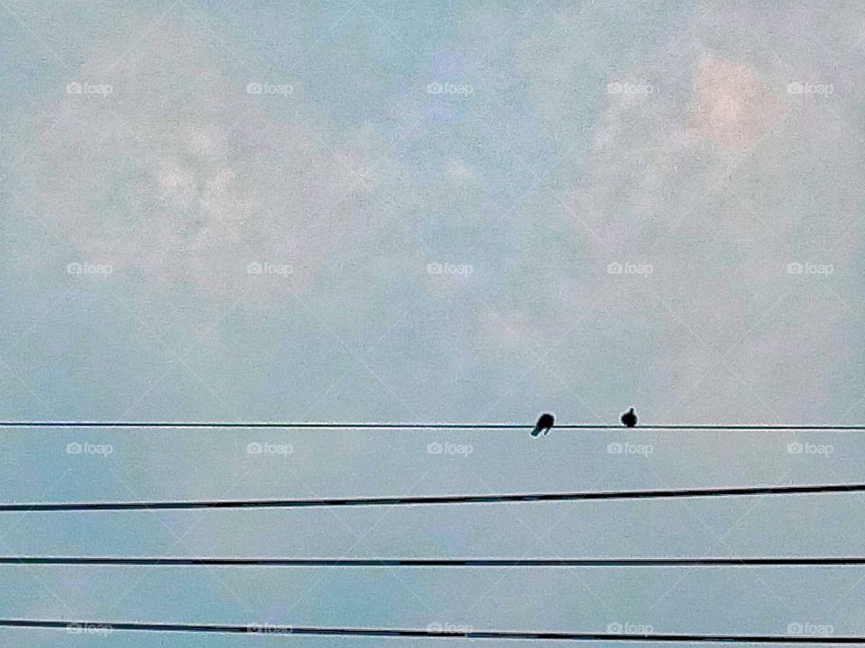 bird,sky