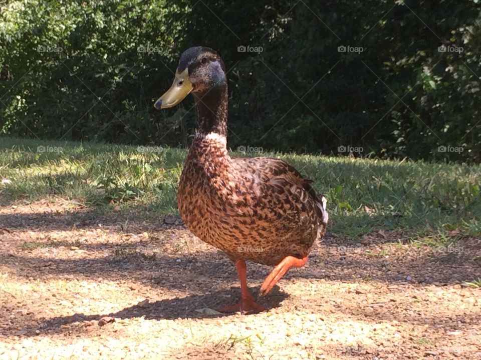 Duck Pose. Hanging at a park today when this duck came up to me. He looked like he needed portraits done. :)