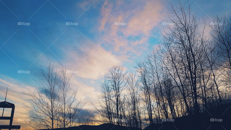 Dawn, Winter, Tree, Fog, Landscape