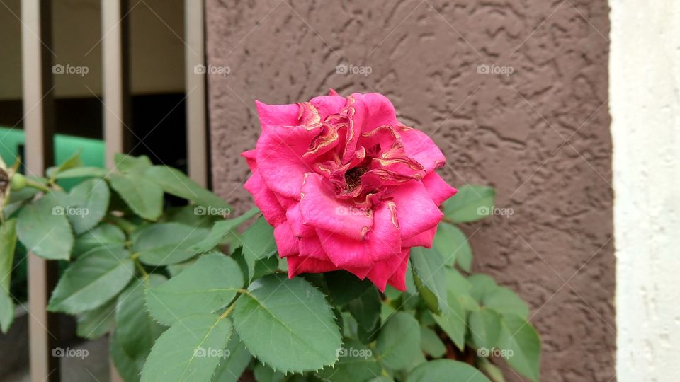 Olha essa rosa vermelha que bonita a beira da parede.