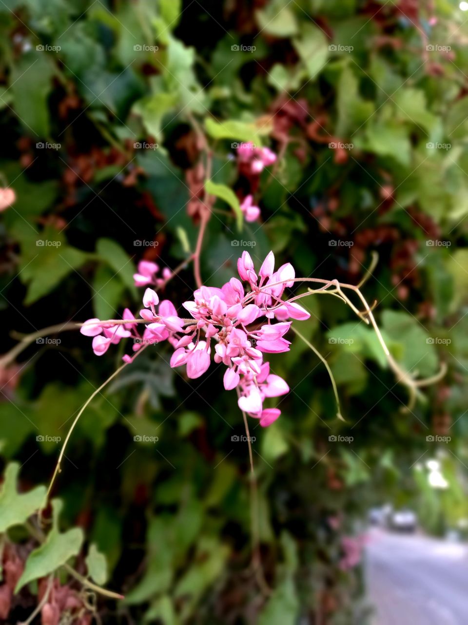 Antigonon leptopus Hook