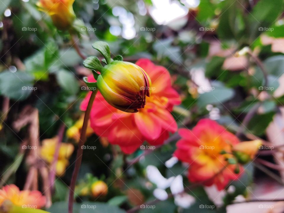 Botón de flor Dalia 🏵️