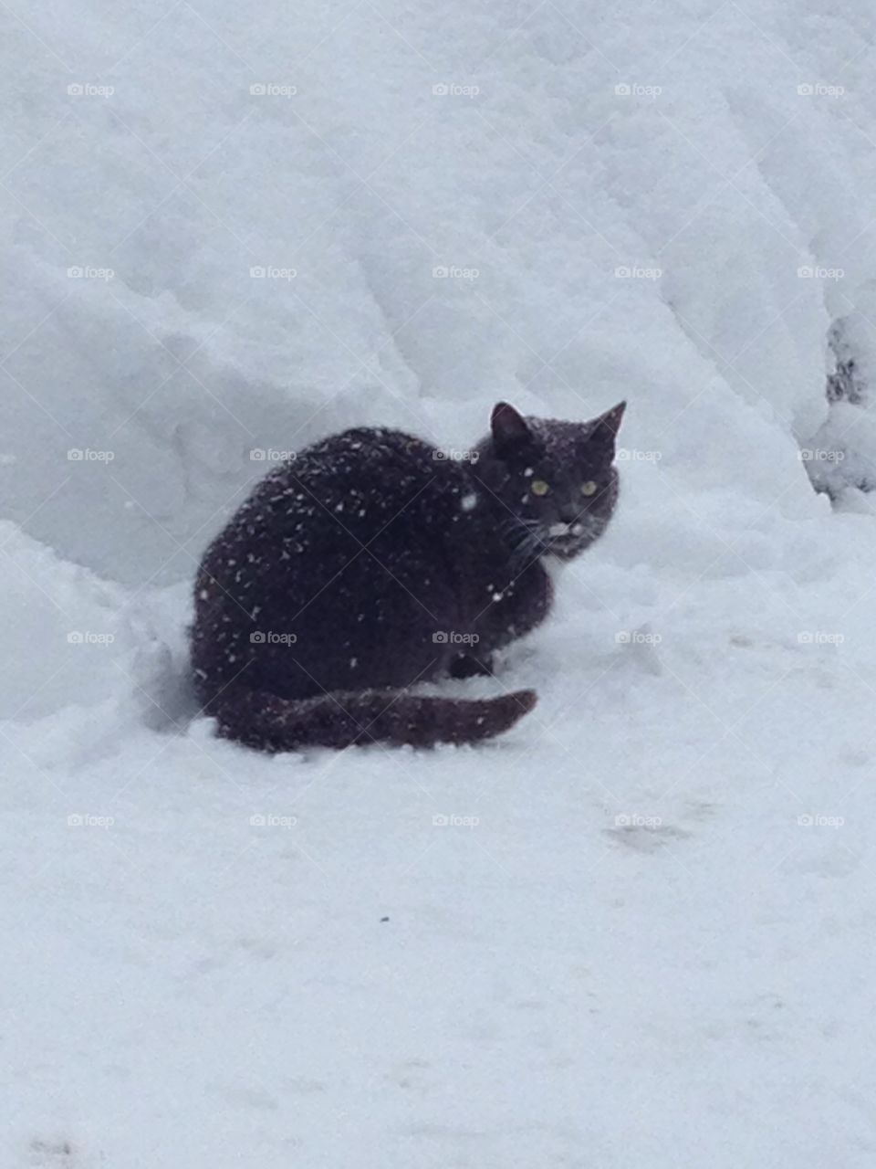 Winter 2019..magic snou