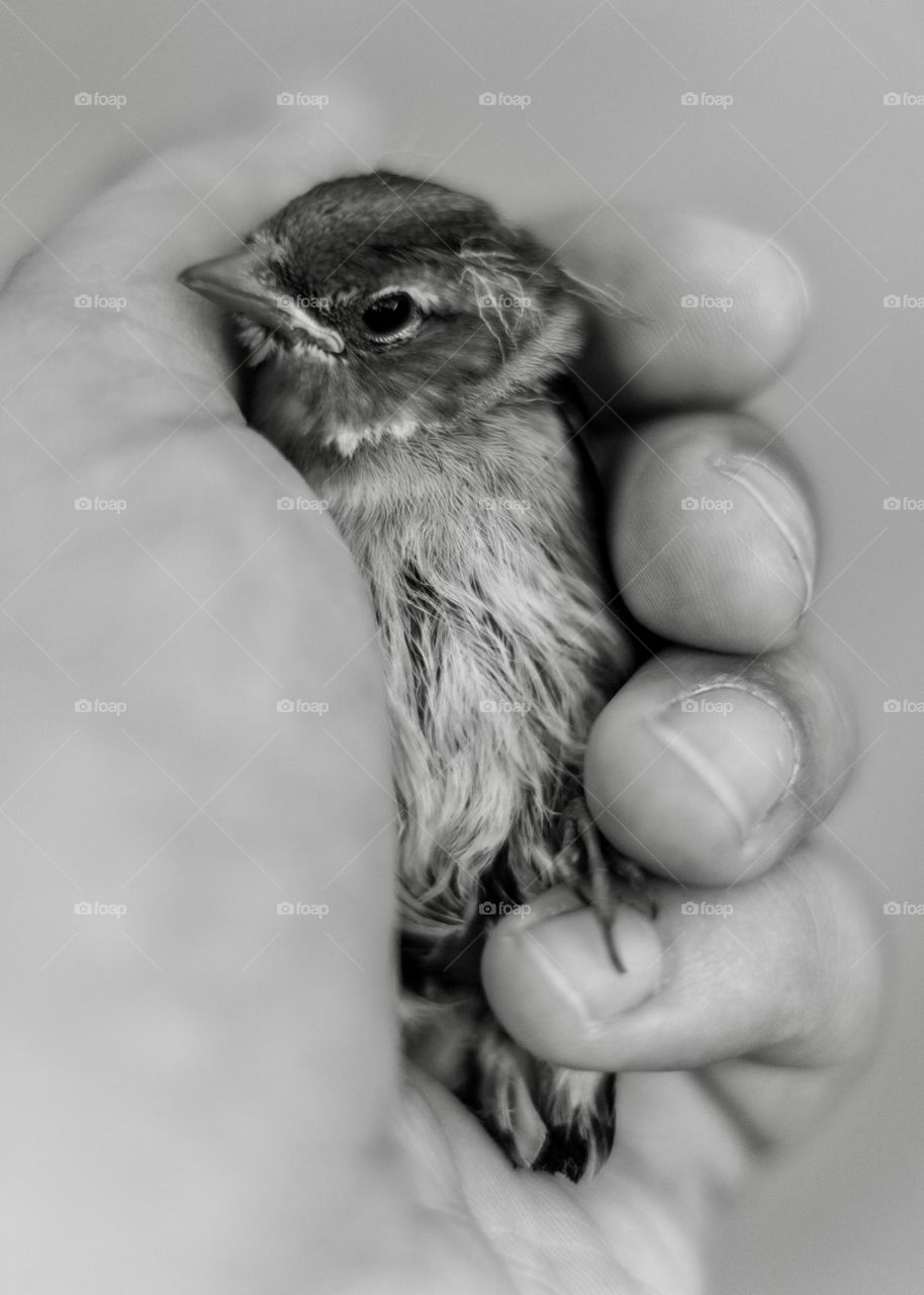 Bird in hand