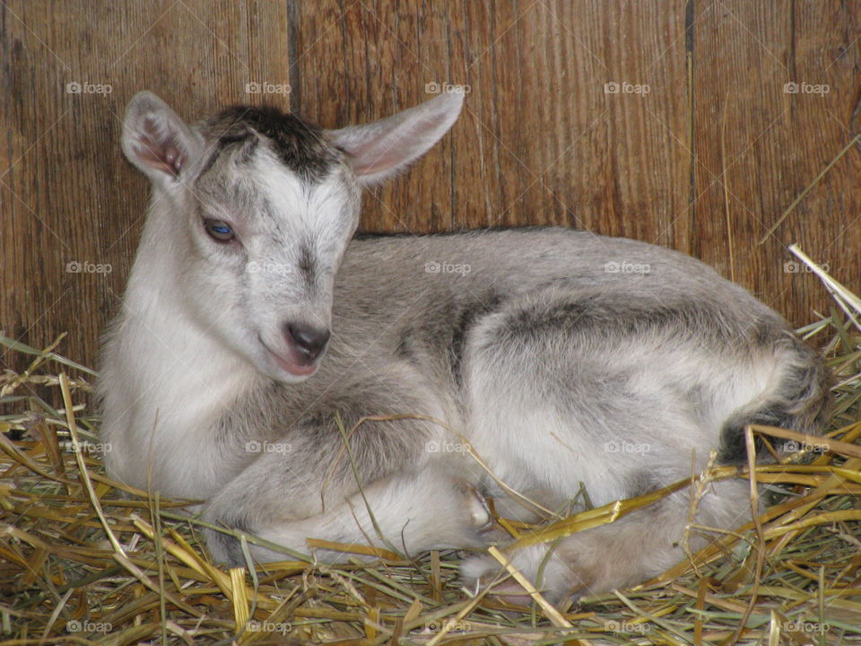 A kid goat sitting on the dry grass