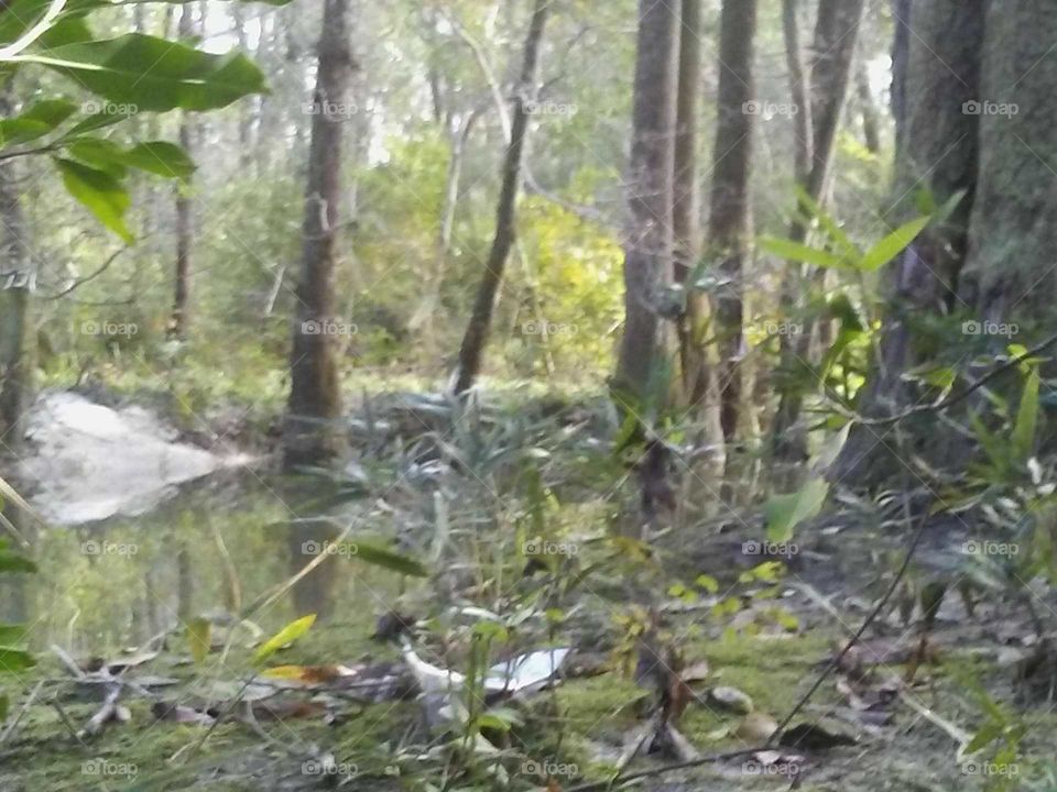 Swamps of Bogolusa Louisiana