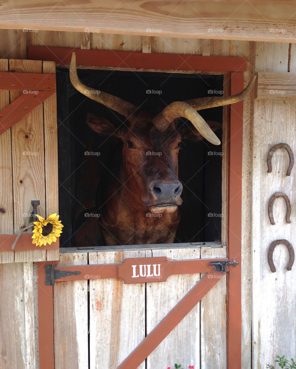 Friendly unique 3 horned cow LuLu.