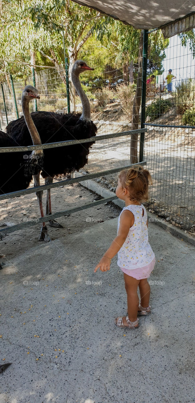 Little girl and ostriches