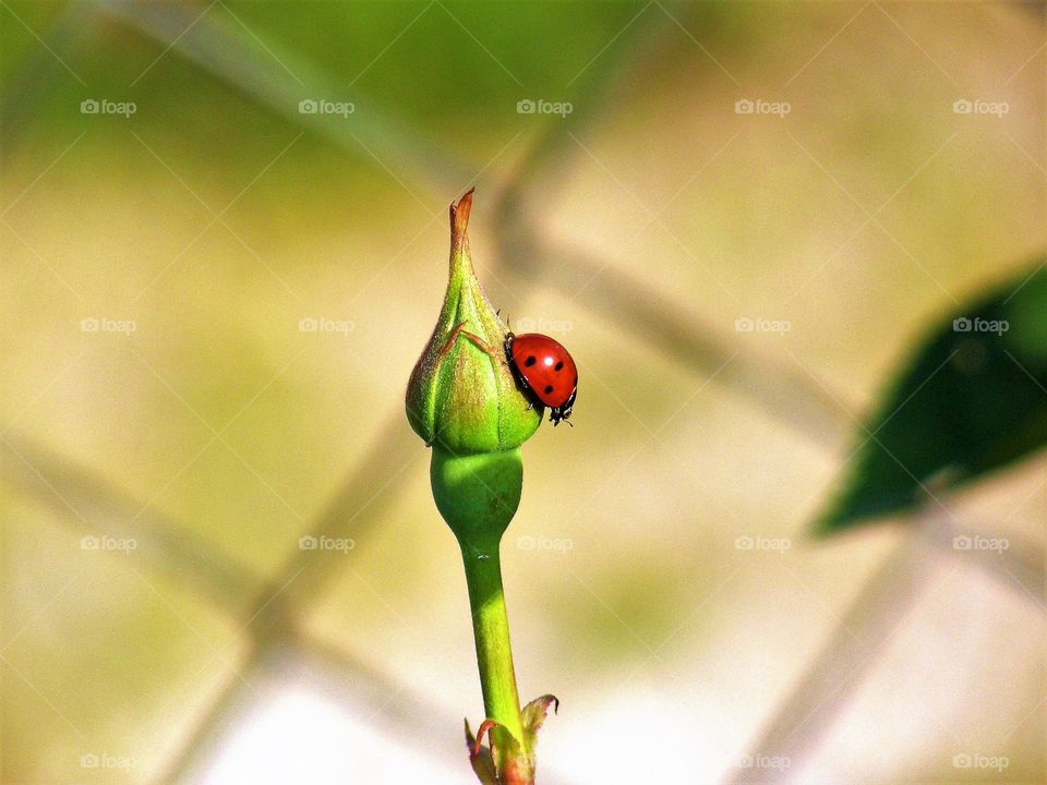 Ladybug on a rose bud