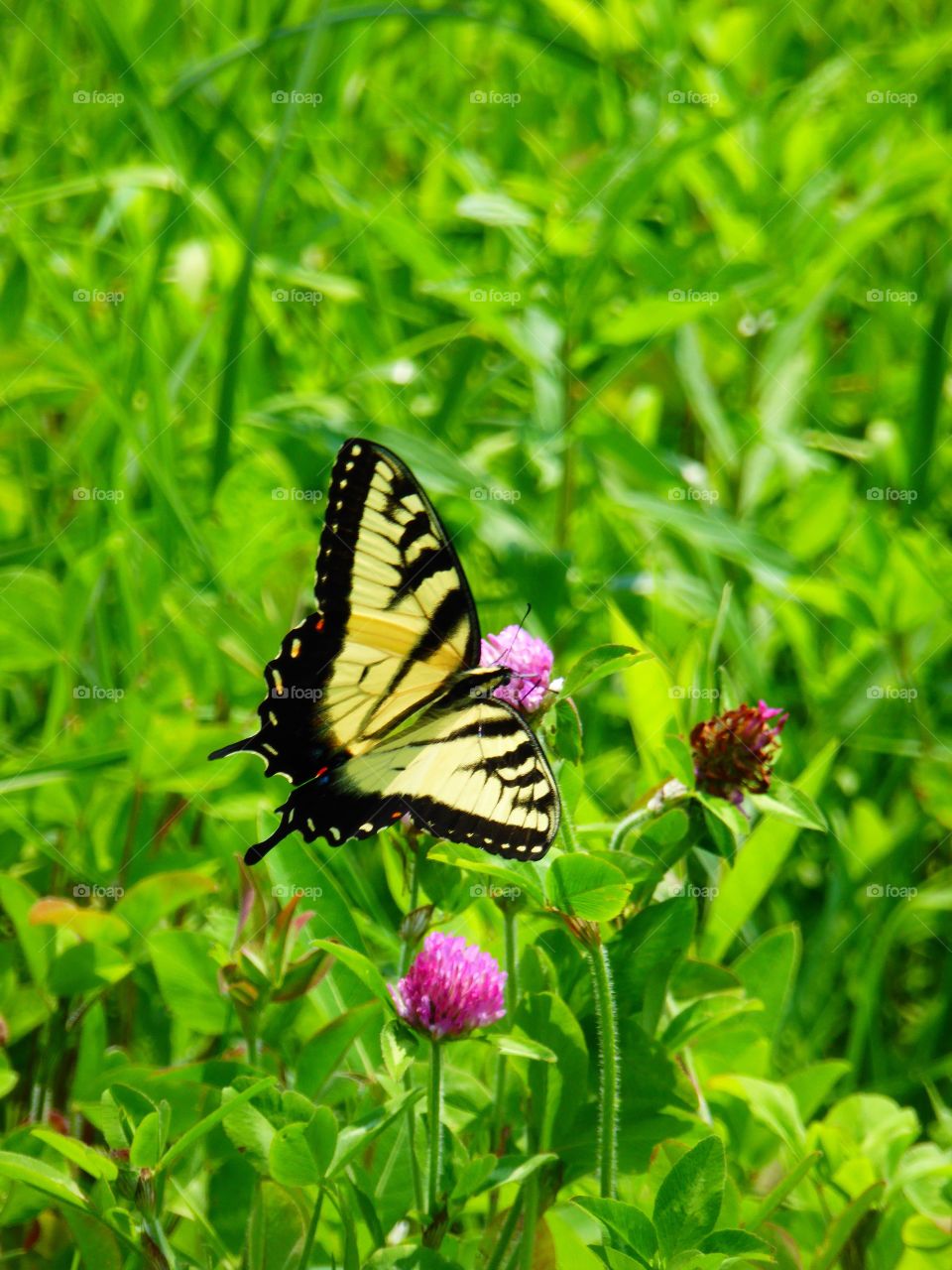Butterfly in a field 4