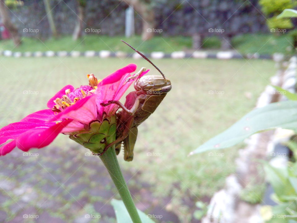 Grasshopper on a Flower