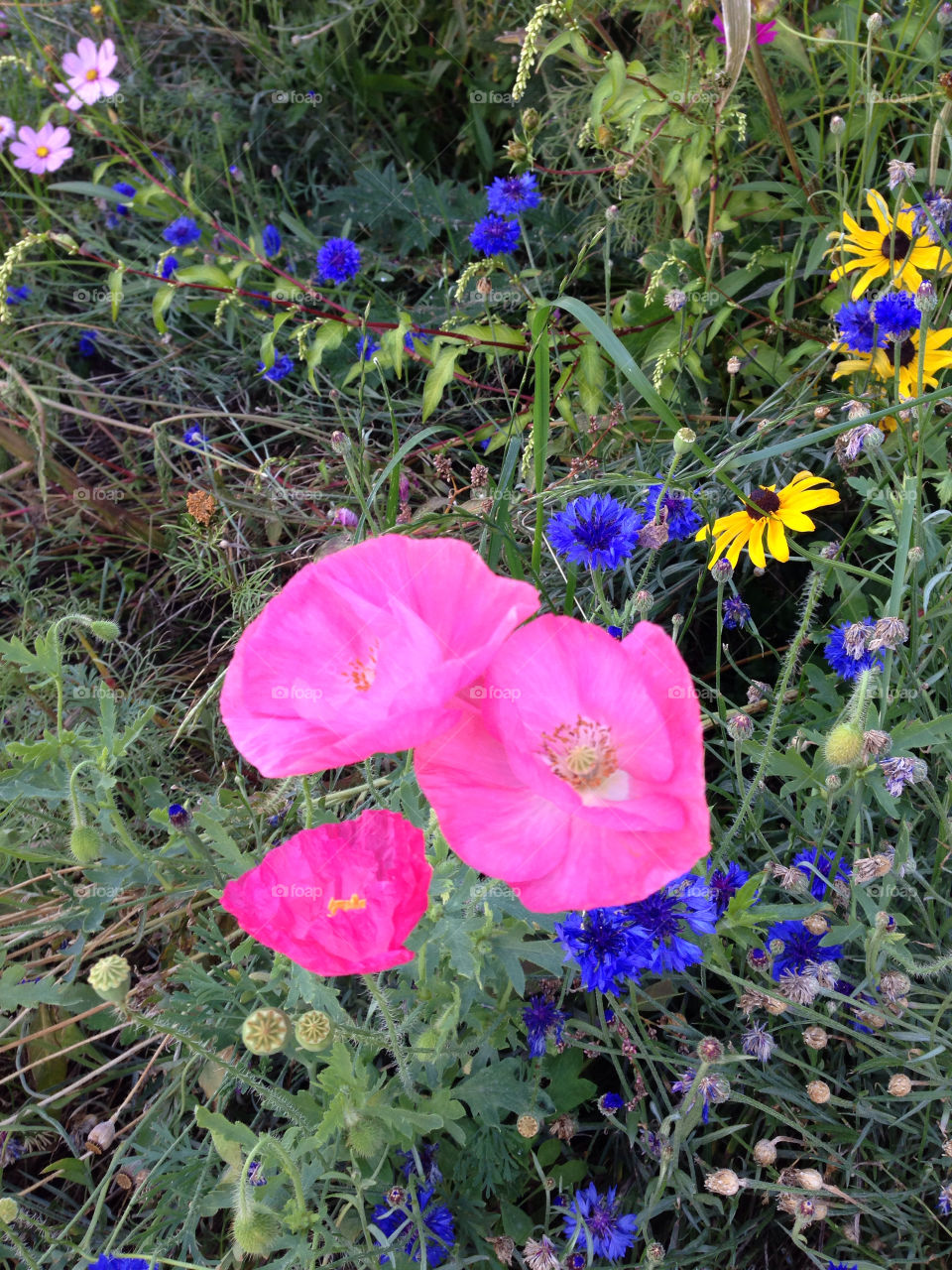 nevada flowers nature pretty by melody