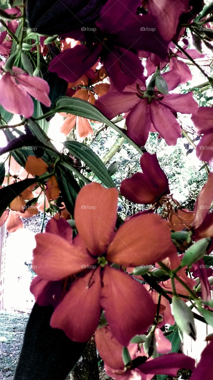 Quaresmeiras "vermelhas" embelezando o jardim. Inspiração nas flores - sempre belas e admiráveis.