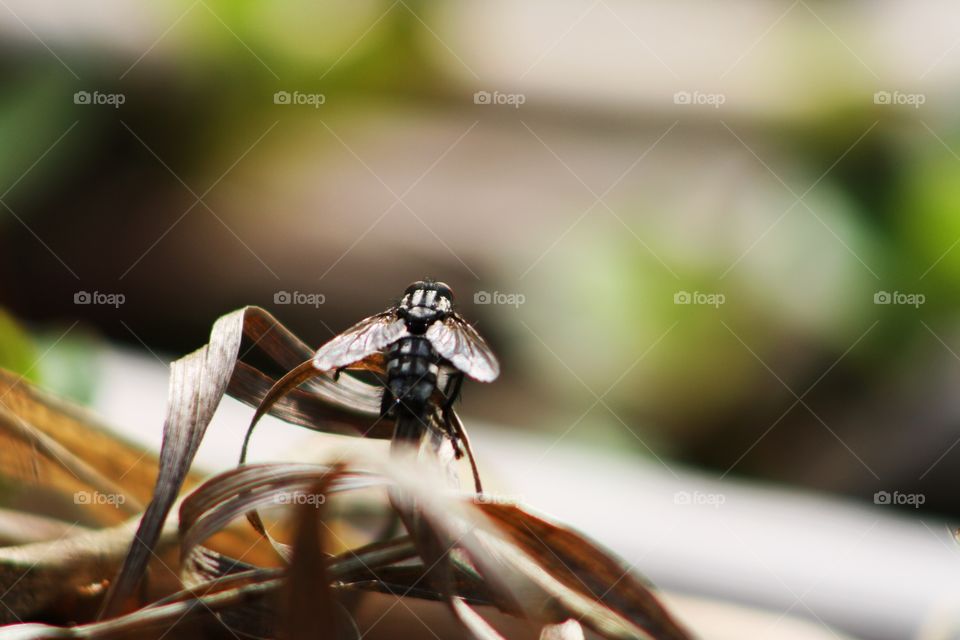 Black fly