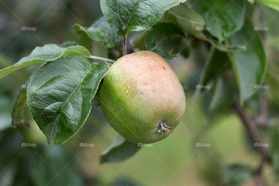 apple on tree