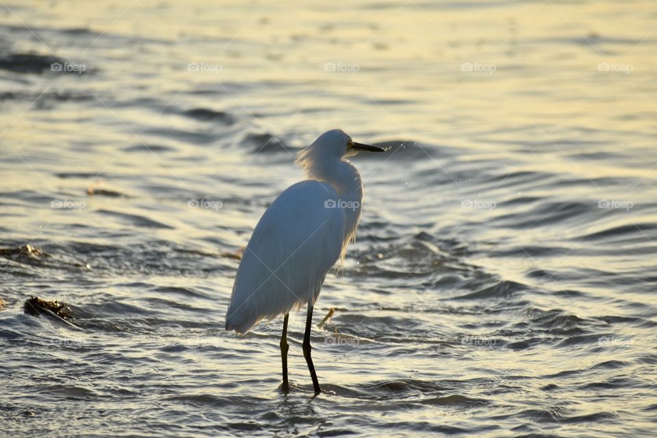 Great egret on sanibel island 