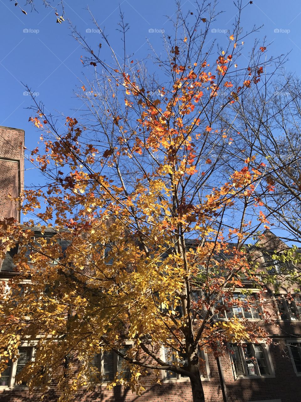 Fall, Tree, No Person, Branch, Leaf
