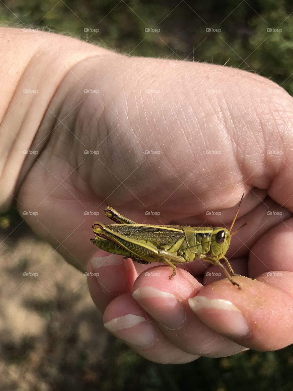 A grasshopper in the hand...