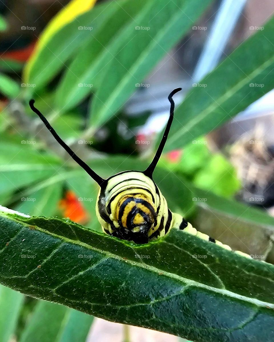 A caterpillar is eating away at an asclepcia leaf. This one will turn into a Monarch butterfly.  It's yellow and black stripes stand out  against the green leaves.