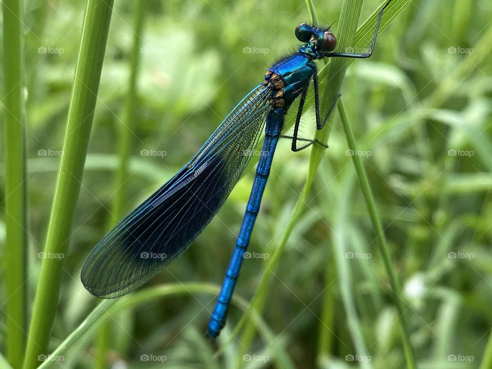 A damsel fly on a leaf 