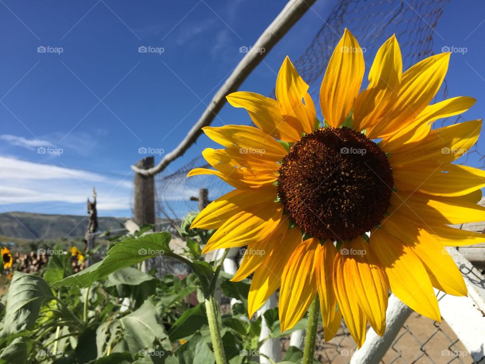 Sunflower Against Blue Sky. A bright yellow sunflower blooming with bright blue sky background