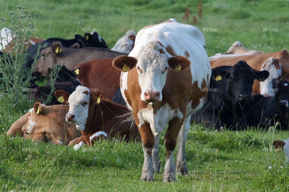 Cows on pasture