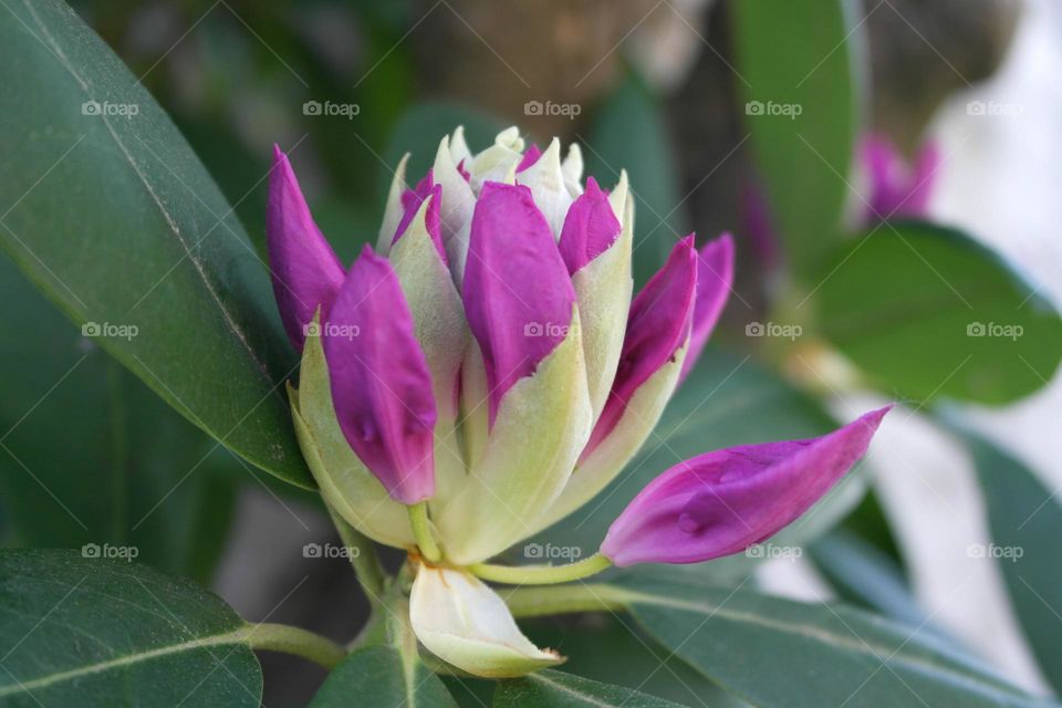 Rhododendron 