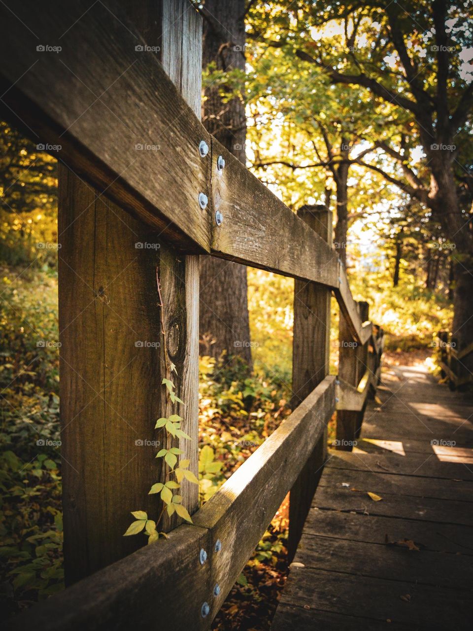 naturally sunlit wooden walkway through a forest in autumn with greenery and vines
