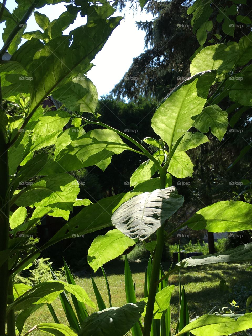 Sun through green leaves