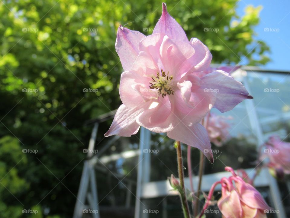 Pink aquilegia growing in the garden