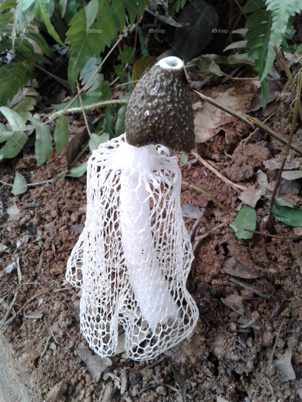 mushroom species (Snake mushroom)