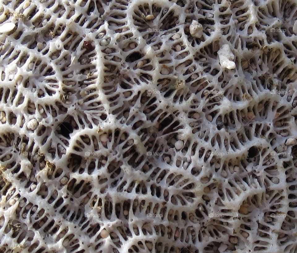 Brain Coral