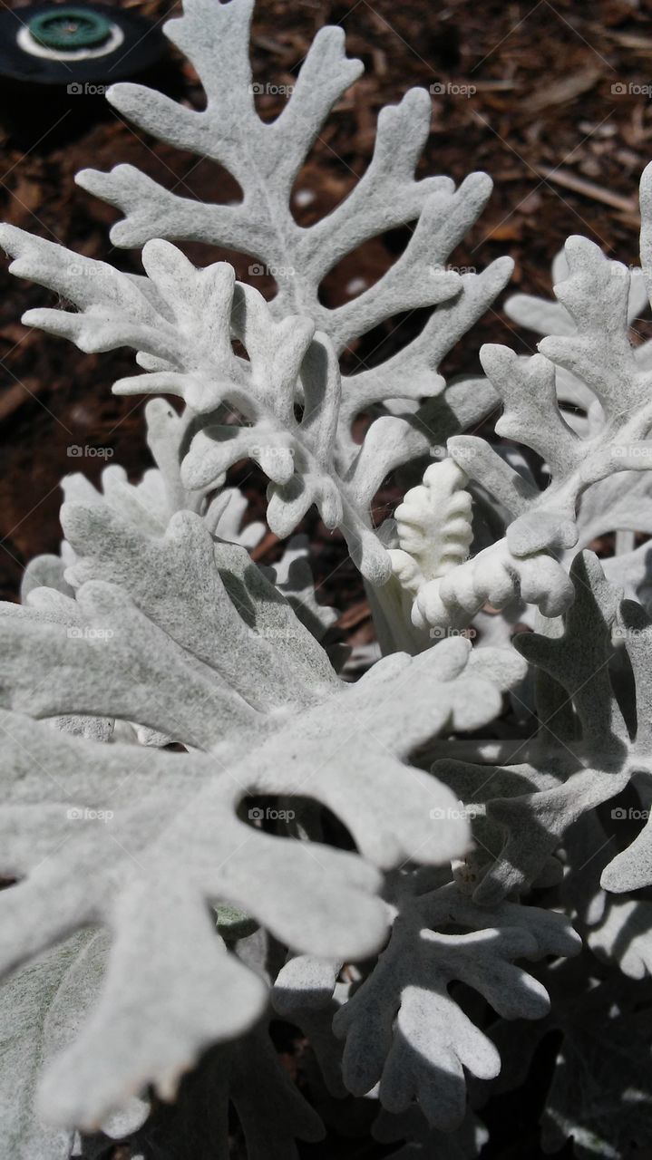 Frost, No Person, Winter, Nature, Leaf