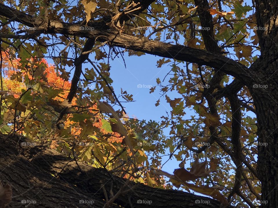 View through tree branches to other tree and sky