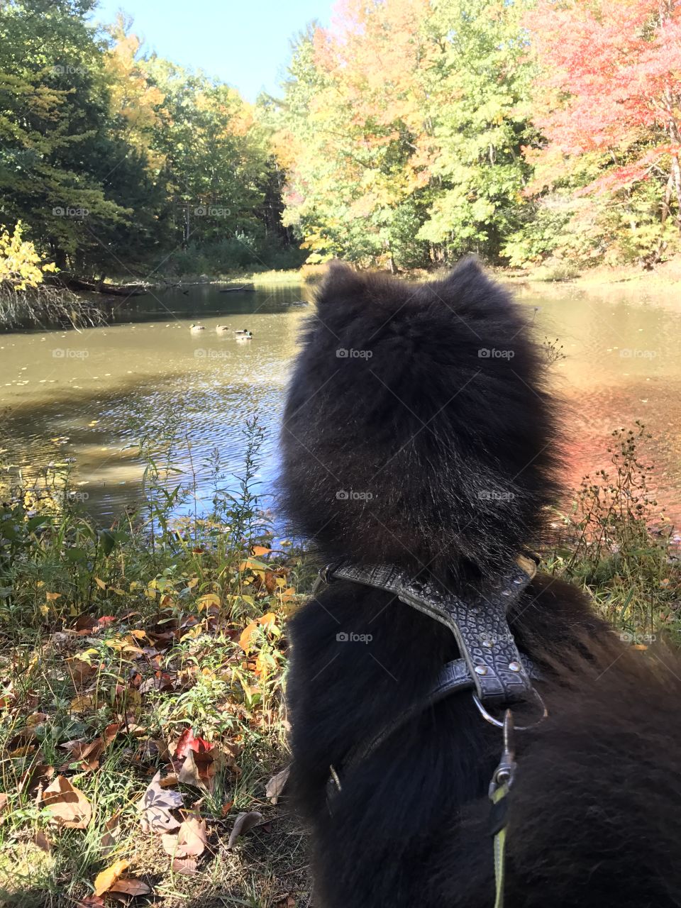 Watching ducks in Maine 