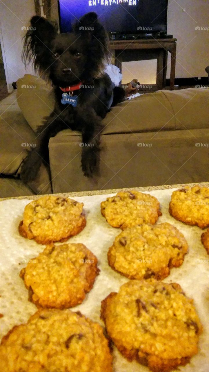 black longhair Chihuahua cookies family baking